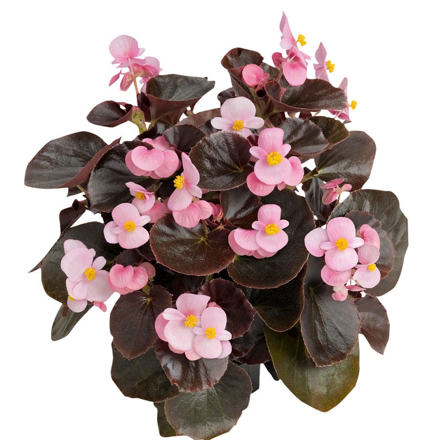 Cocktail™ Brandy™ Begonia Seeds