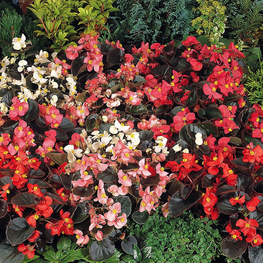 plant begonia seeds Cocktail™ Mix Begonia Seeds