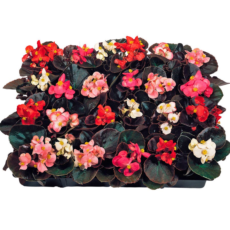 Cocktail™ Mix Begonia Seeds