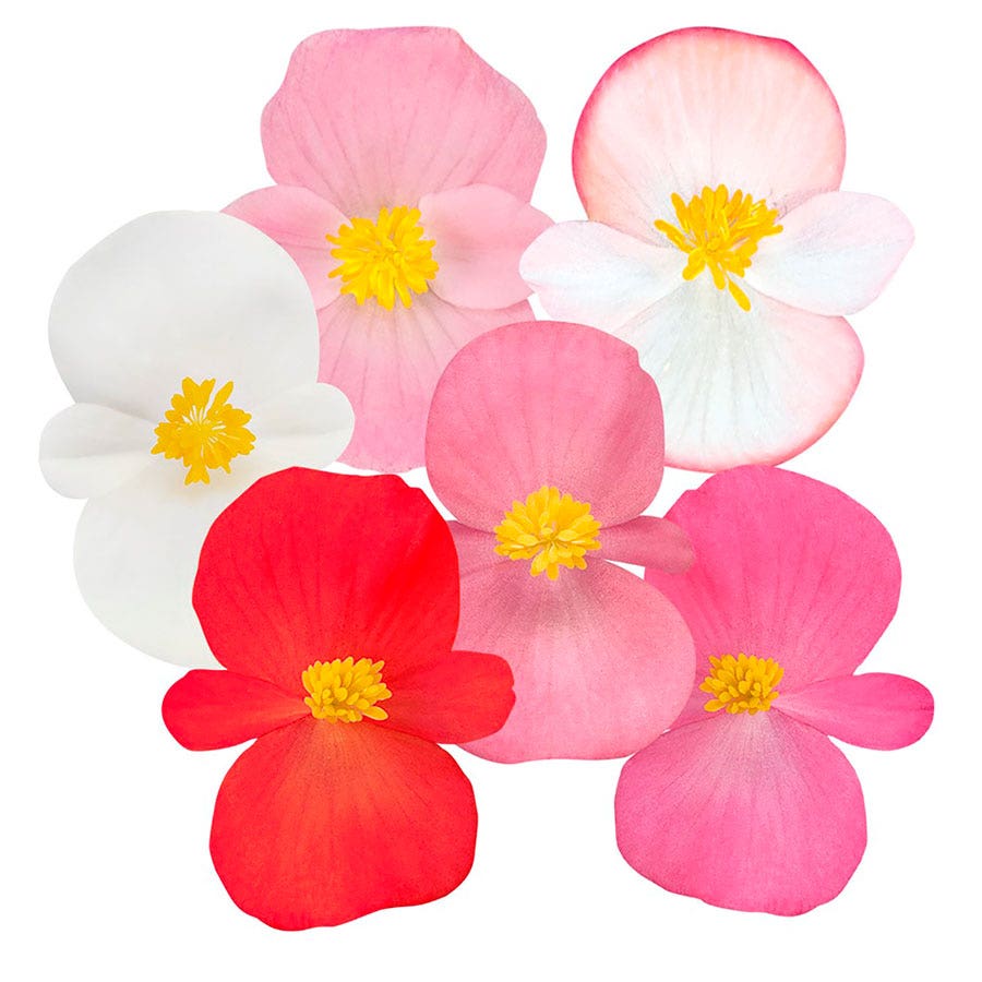 Cocktail™ Mix Begonia Seeds