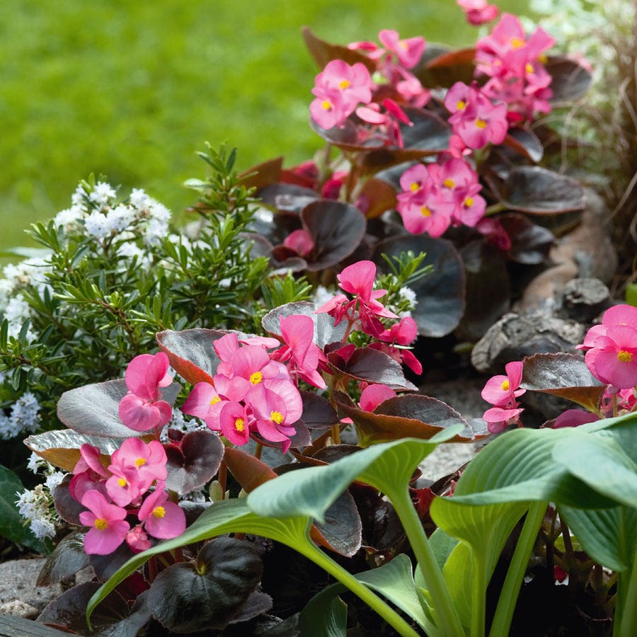 Cocktail™ Tequila Begonia Seeds