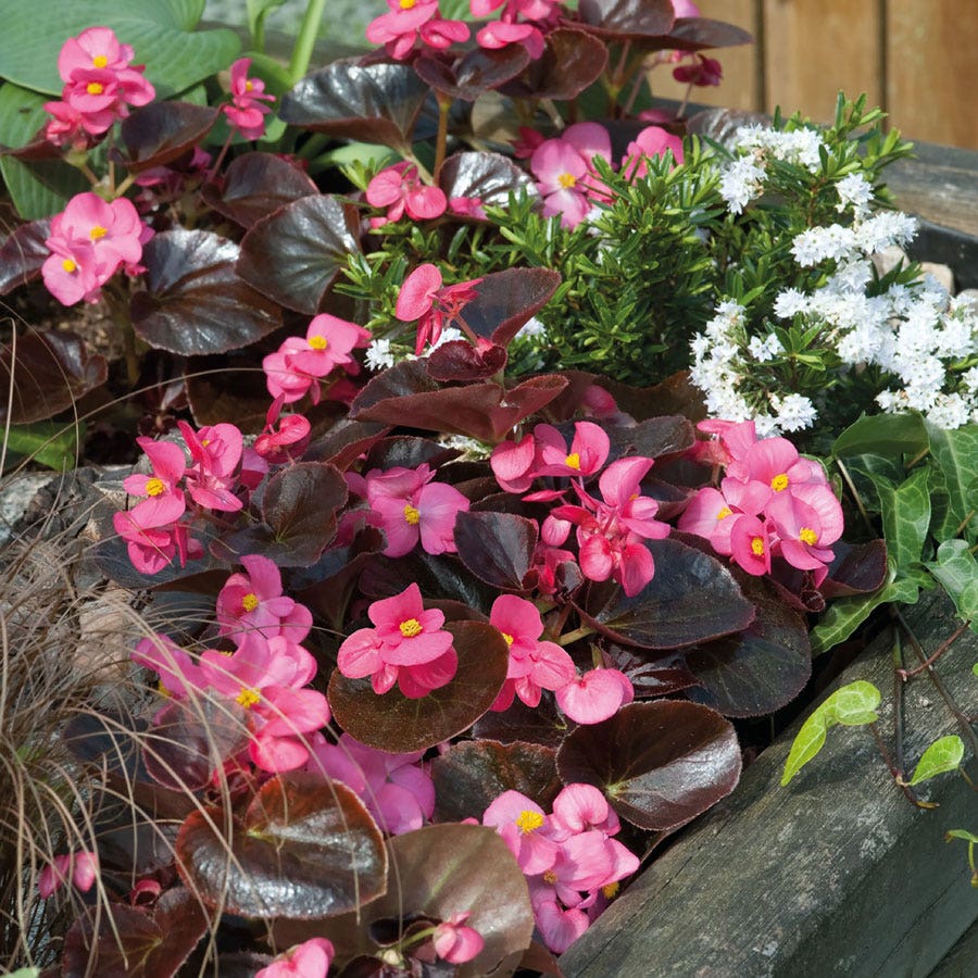 Cocktail™ Tequila Begonia Seeds