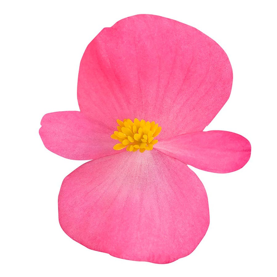 Cocktail™ Tequila Begonia Seeds