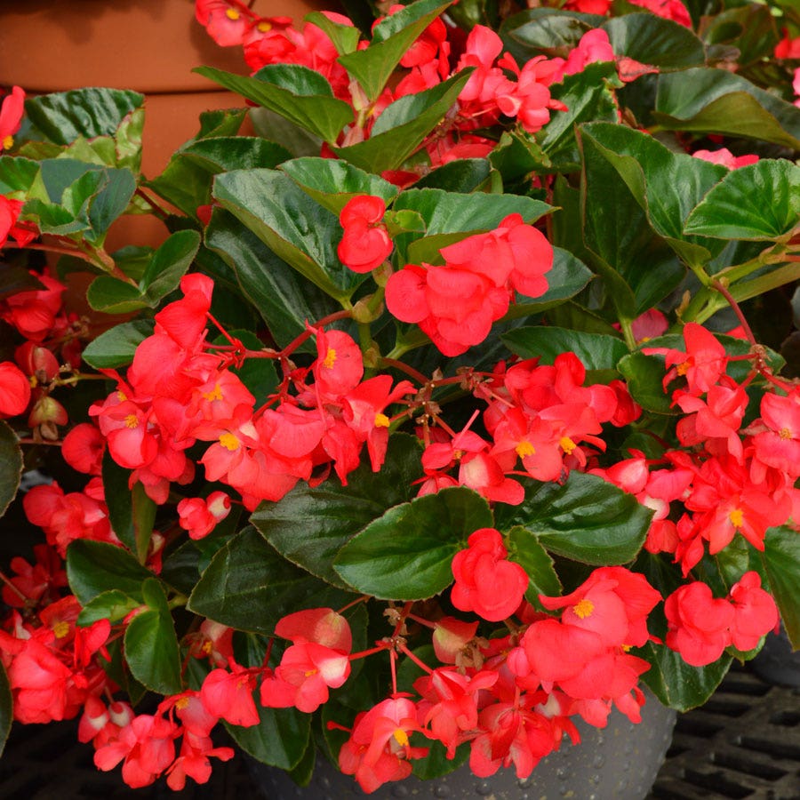 big red plant pots Begonia Megawatt Green Leaf Red Flower Seed (100)