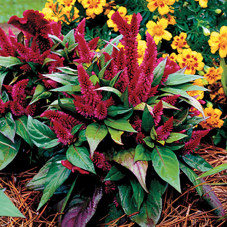 Kosmo Purple Red Celosia Seeds