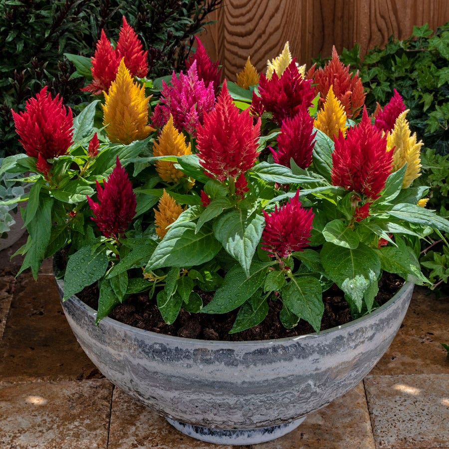 celosia plant indoor Kimono Mix Celosia Seeds – Park Seed