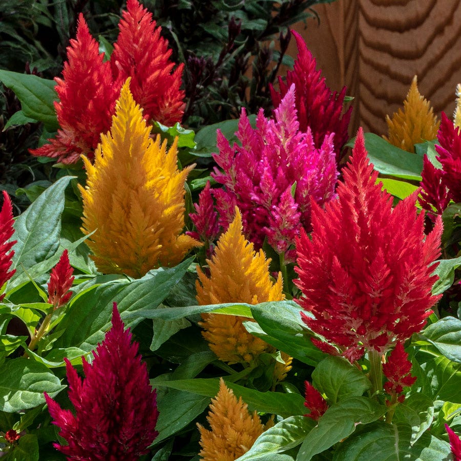 Kimono Mix Celosia Seeds