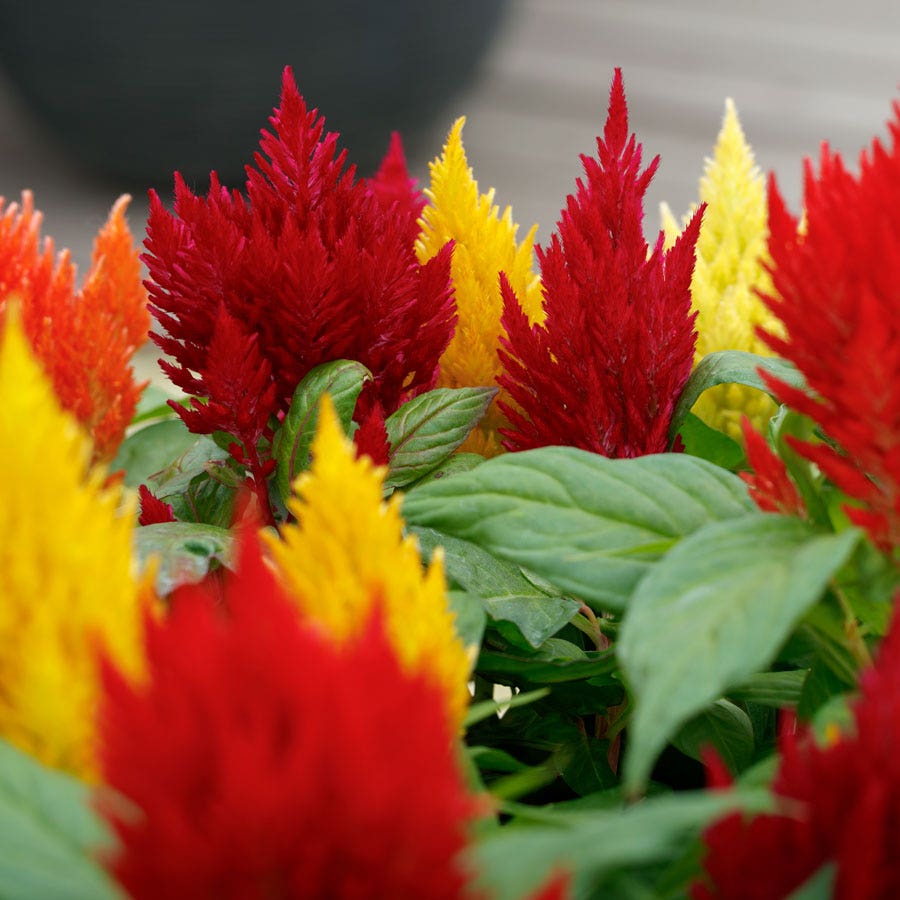 Kimono Mix Celosia Seeds