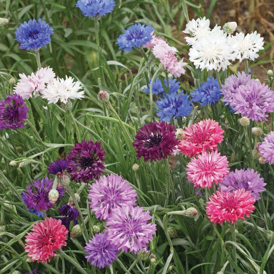 cornflower indoor plant Polka Dot Mix' Dwarf Cornflower Seeds – Park Seed