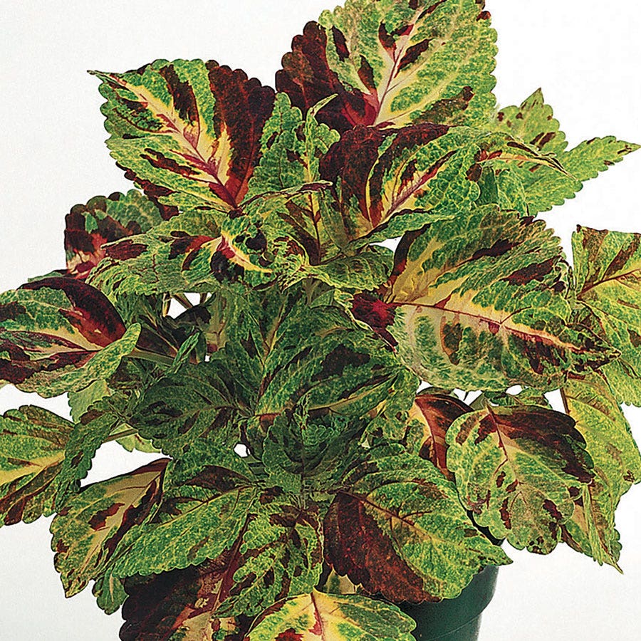 Wizard® Mosaic Coleus Seeds