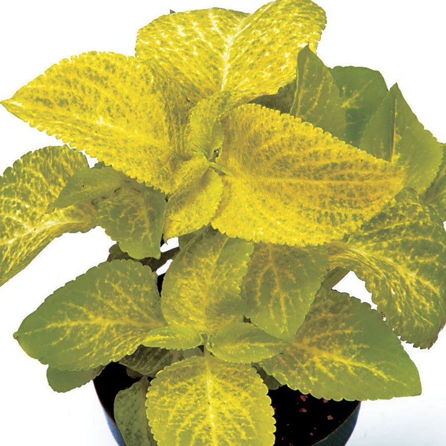 Wizard® Golden Coleus Seeds