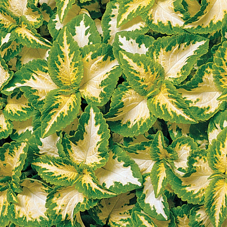 where are the seeds on a coleus plant Wizard® Jade Coleus Seeds – Park Seed