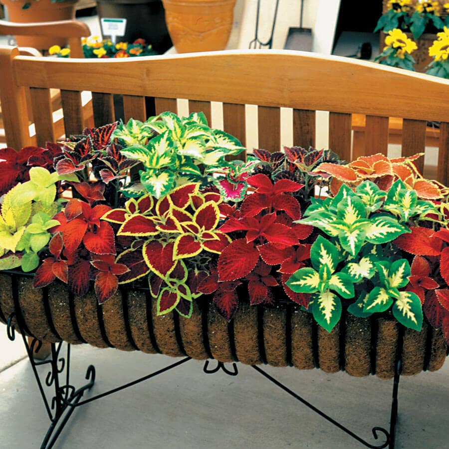Wizard® Mix Coleus Seeds