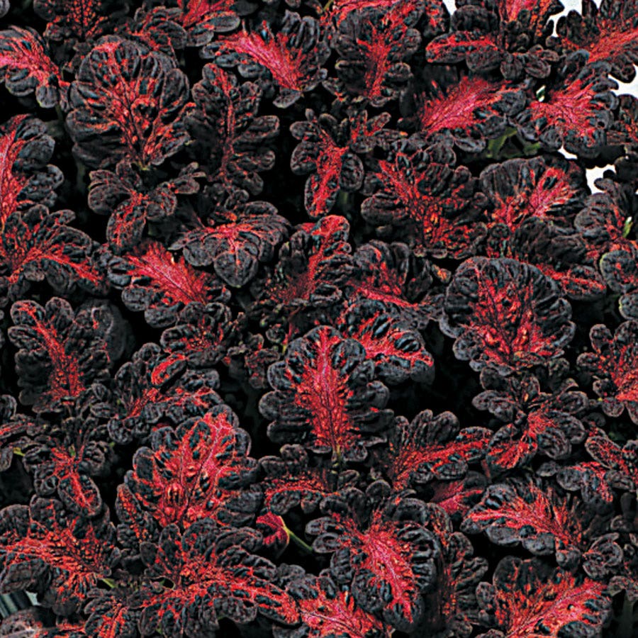 Black Dragon Coleus Seeds