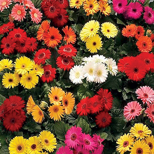 Royal™ Premium Mix Gerbera Daisy Seeds