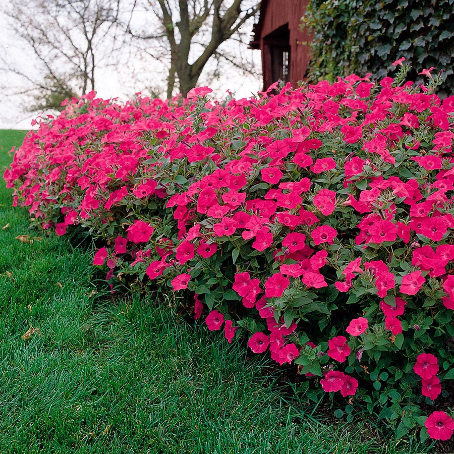wave petunia flower seeds Tidal Wave® Hot Pink Petunia Seeds