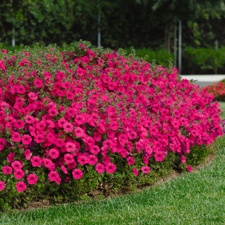 Tidal Wave® Hot Pink Petunia Seeds