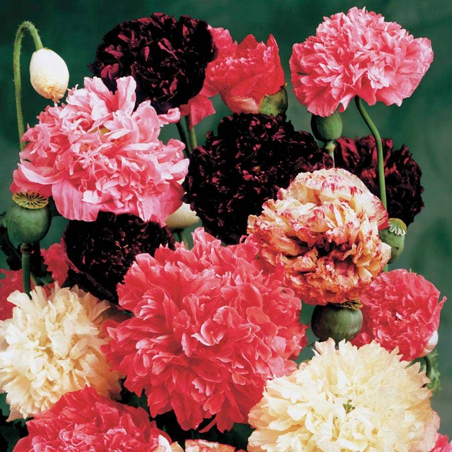 poppy flower seed mix Park Seed Peony Mix Poppy Seeds