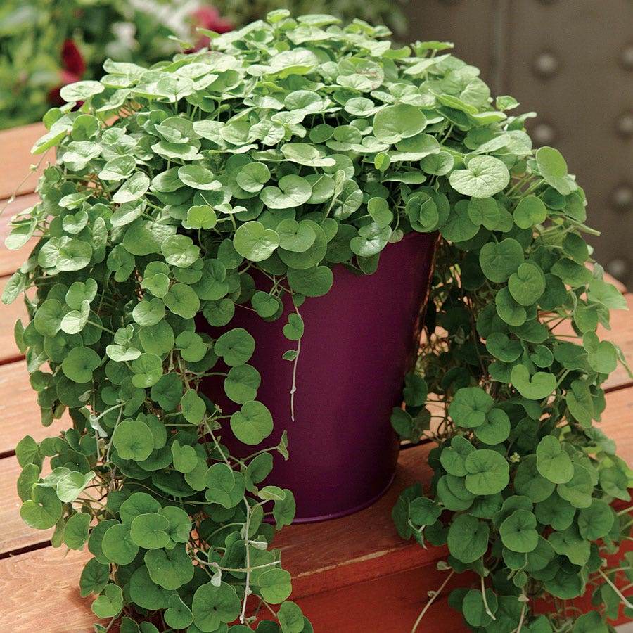 Emerald Falls Dichondra Ground Cover Seeds