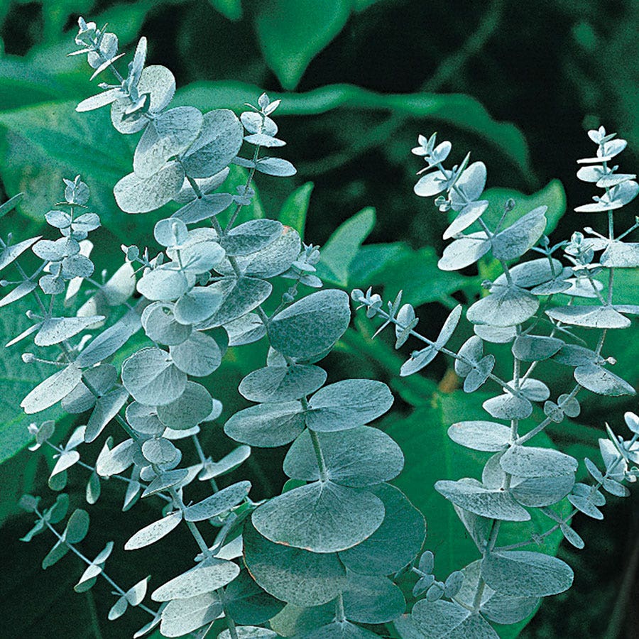 Eucalyptus Seeds