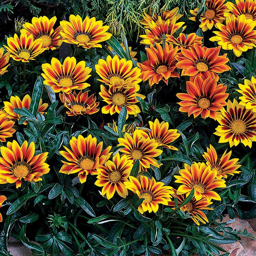 Frosty Kiss™ Flame Mix Gazania Seeds