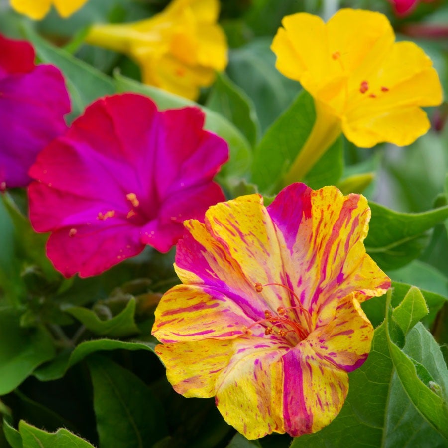 Broken Colors Four-O'Clock Flower Seeds