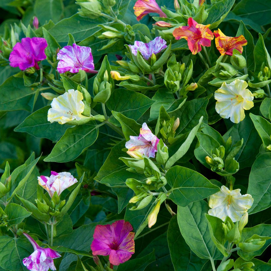 Broken Colors Four-O'Clock Flower Seeds