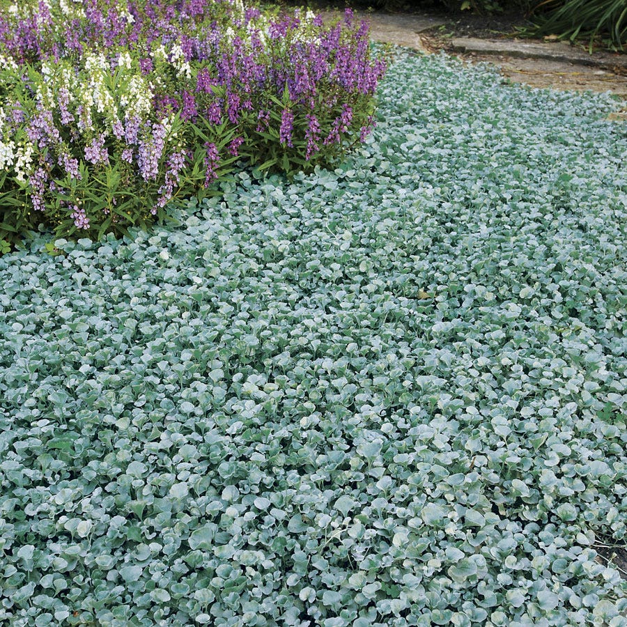 ground cover seeds for fall planting Silver Falls Dichondra Ground Cover Seeds