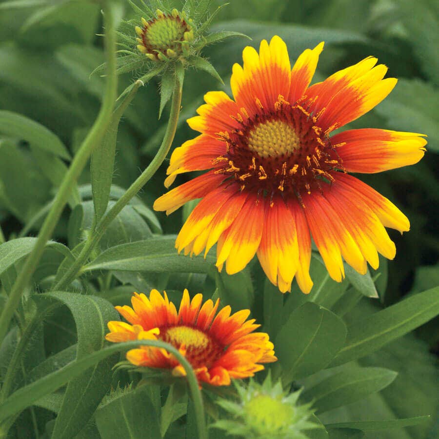 Arizona Sun Blanket Flower Seeds – Park Seed