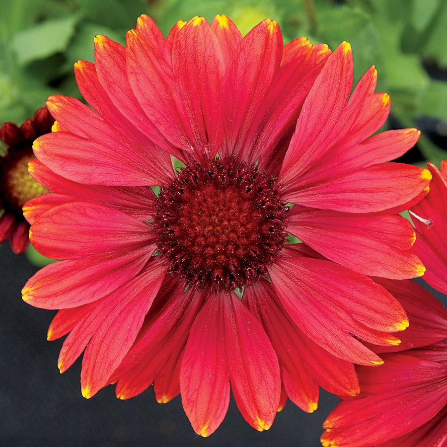 red flower seeds Arizona Red Shades Blanket Flower Seeds – Park Seed