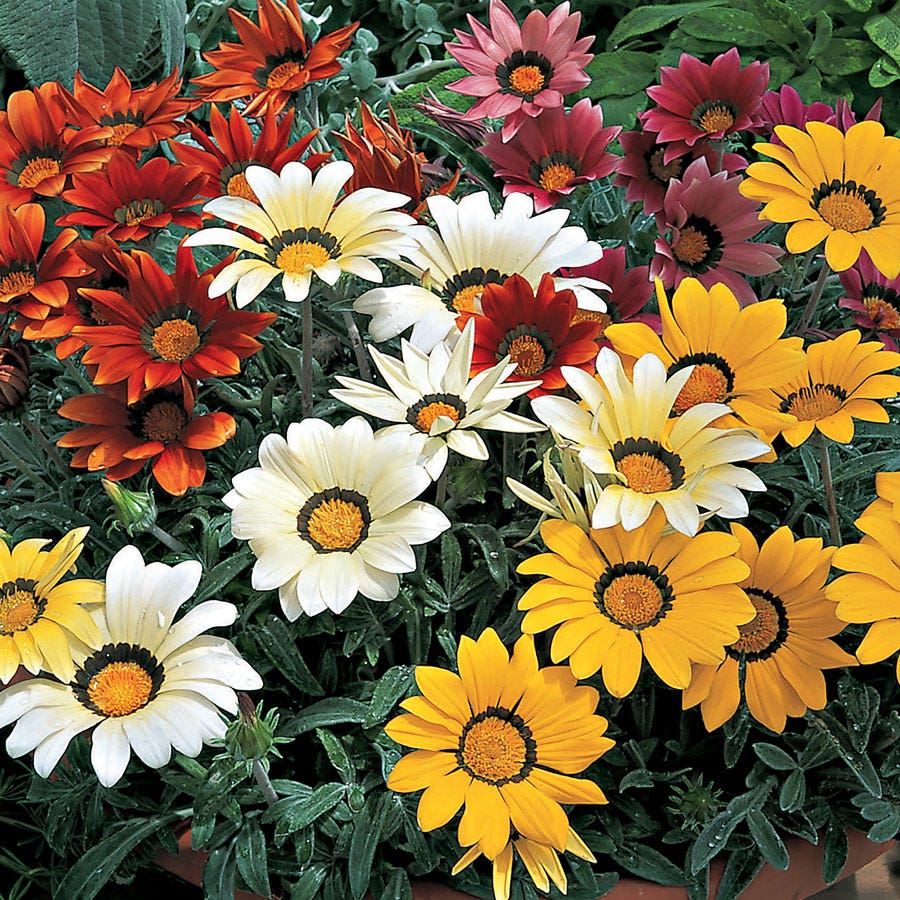 Frosty Kiss™ Mix Gazania Seeds