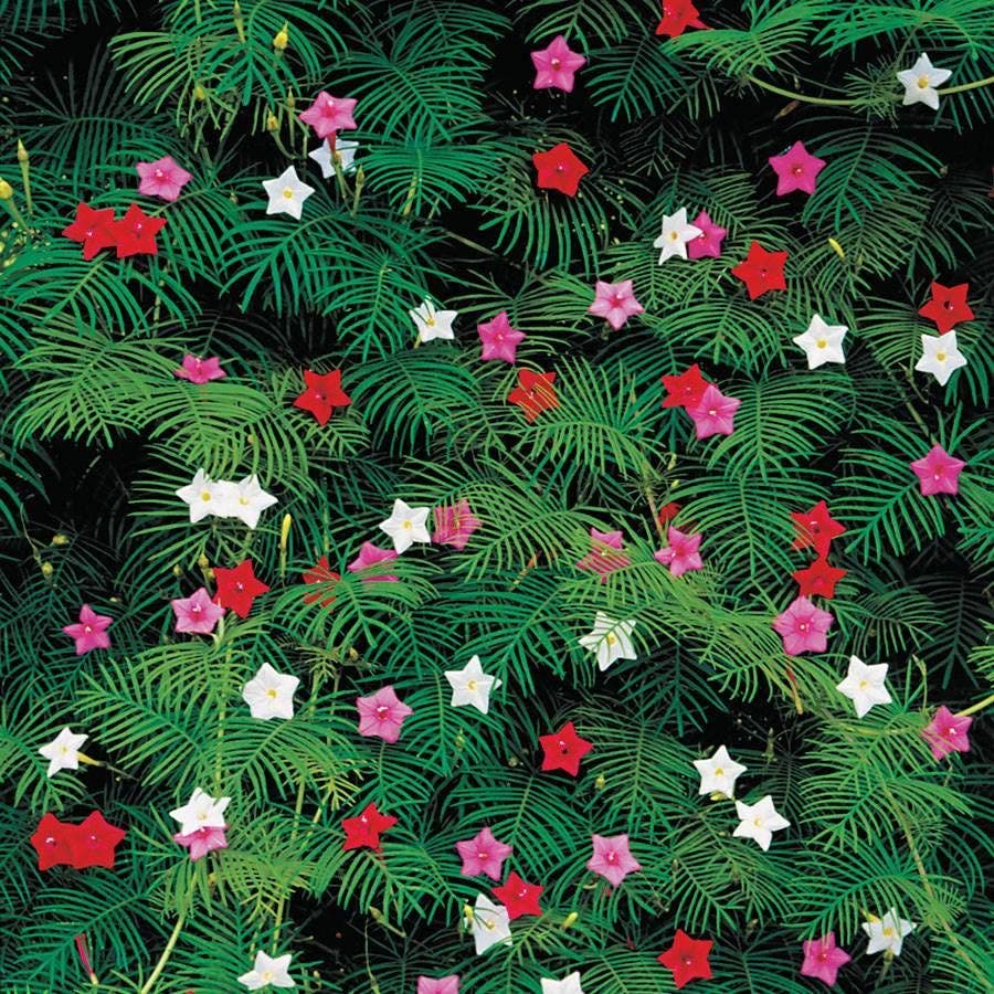 cypress vine plant seeds Cypress Mix Vine Seeds
