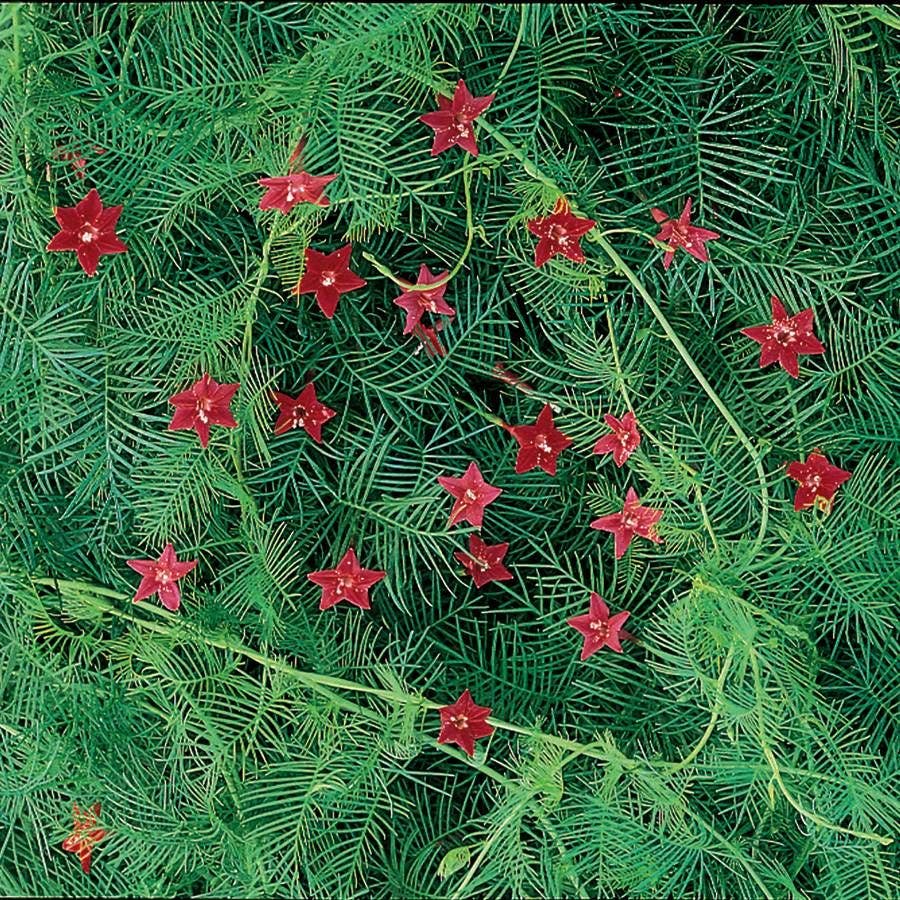 cypress vine plant seeds Red Cypress Vine Seeds