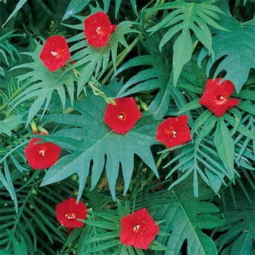 cardinal strawberry seeds Cardinal Climber Vine Seeds – Park Seed