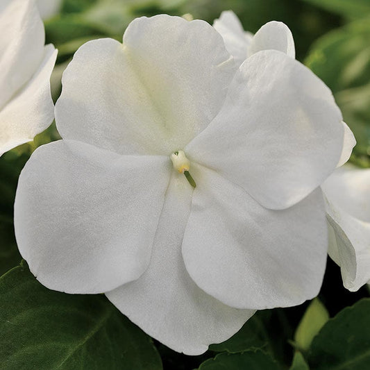 Xtreme™ White Hybrid Impatiens Seeds