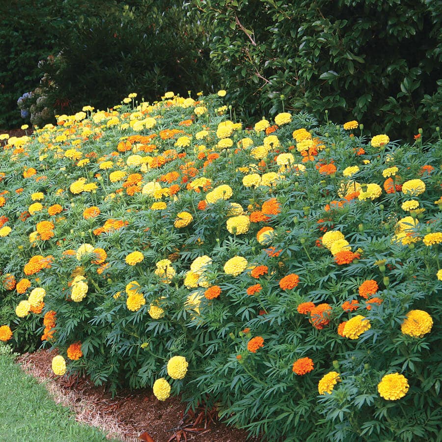 park seed marigold Park's Whopper Mix Marigold Seeds