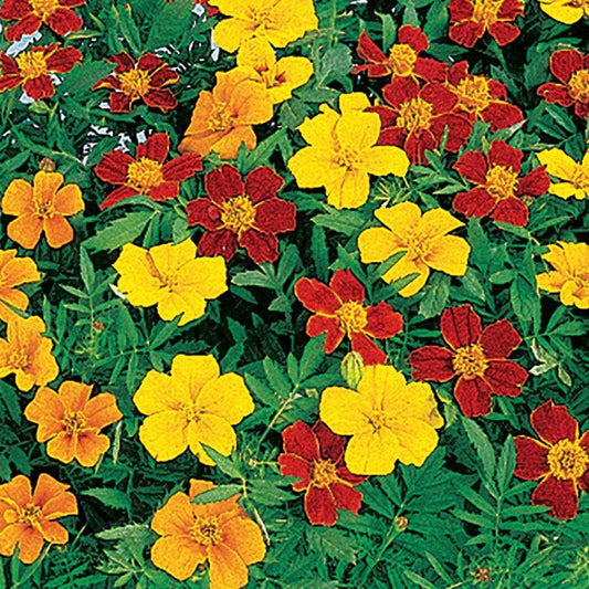 Disco Mix Marigold Seeds