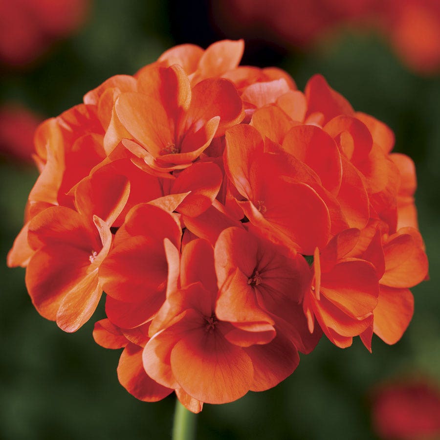 geranium maverick seeds Maverick F1 Series Geranium Flower Garden Seeds - Orange - 100 Seeds - Annual Flower Gardening Seed