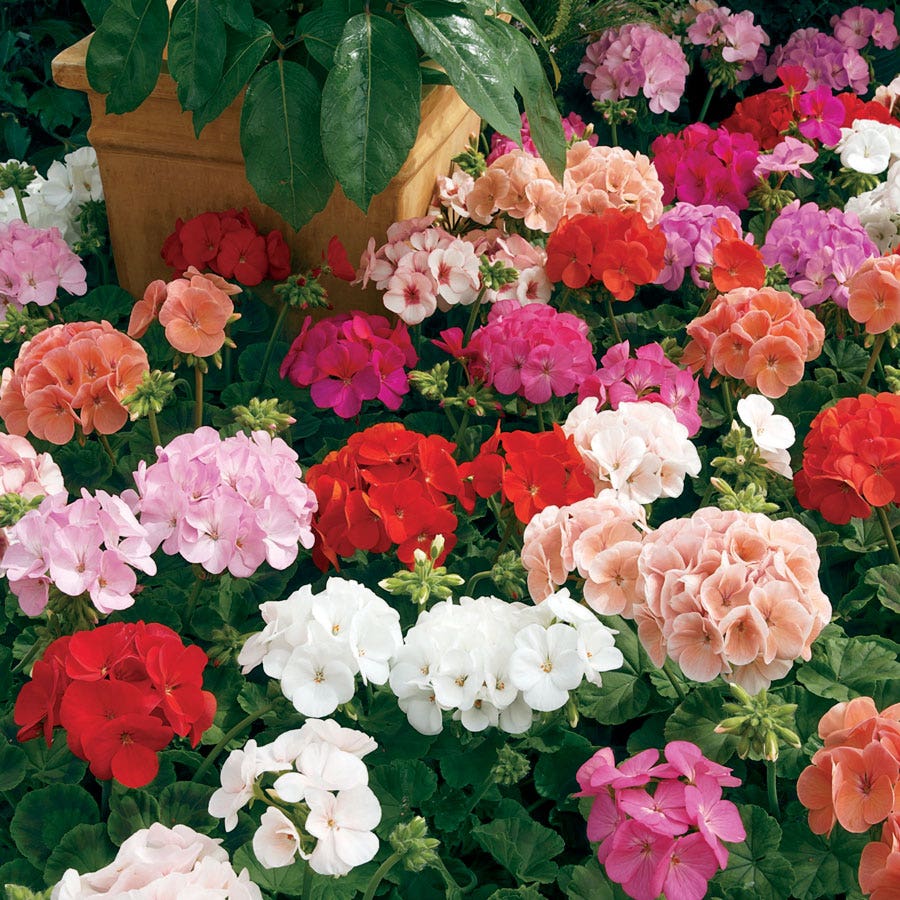 tulip geranium seeds Maverick™ Mix Geranium Seeds