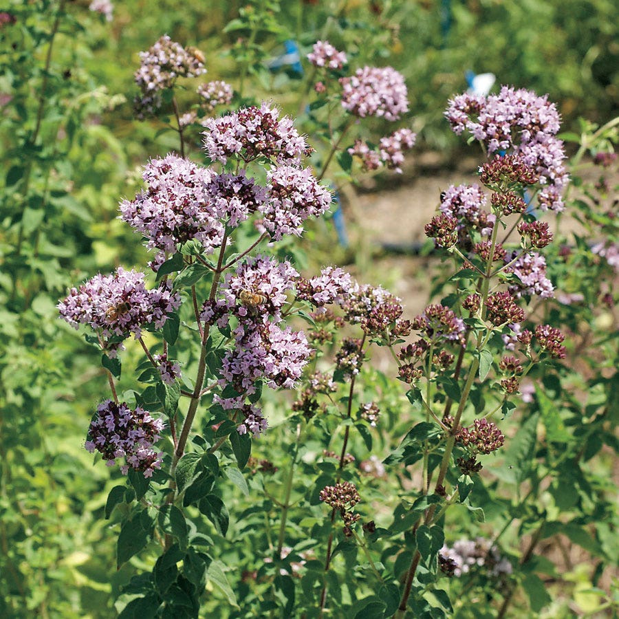 oregano plant seeds Oregano Seeds