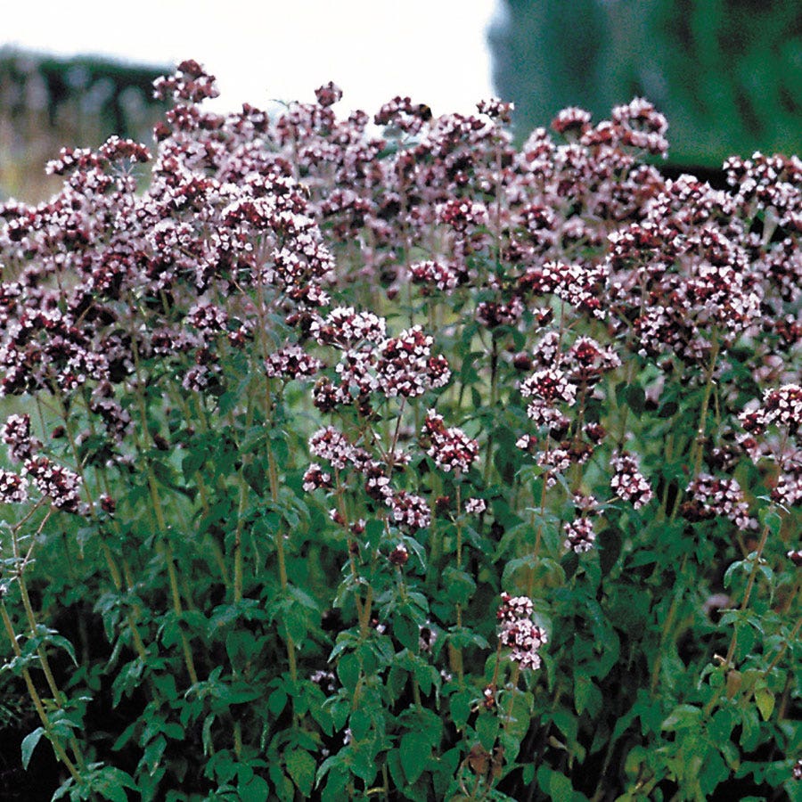 Oregano Seeds