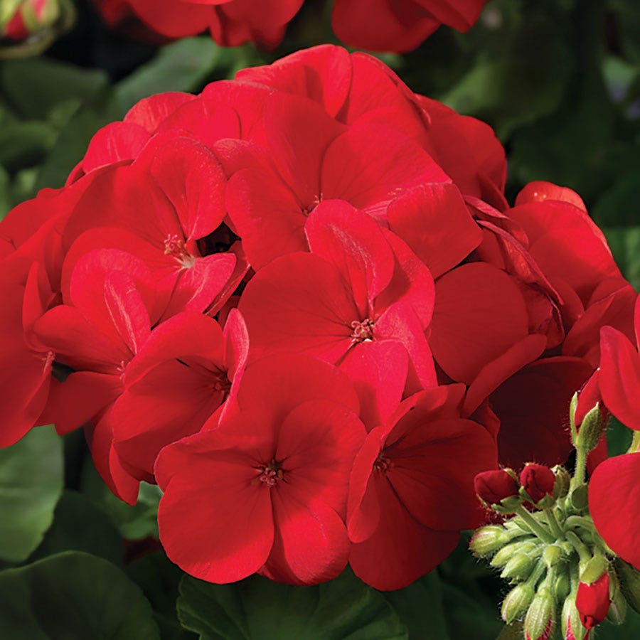 Maverick™ Scarlet Geranium Seeds