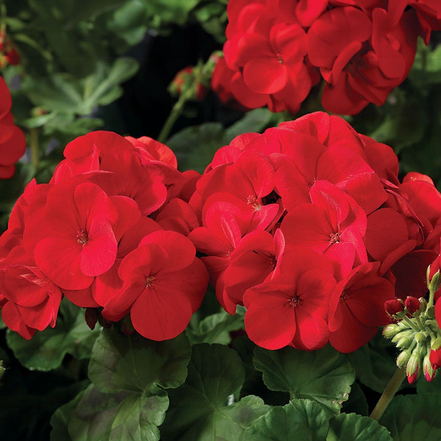 Maverick™ Scarlet Geranium Seeds