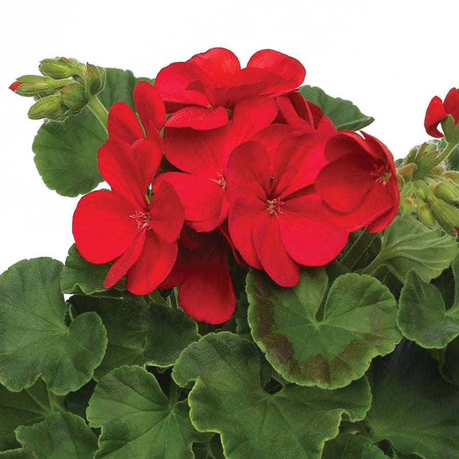 red geranium seeds for sale Multibloom™ Red Hybrid Geranium Seeds