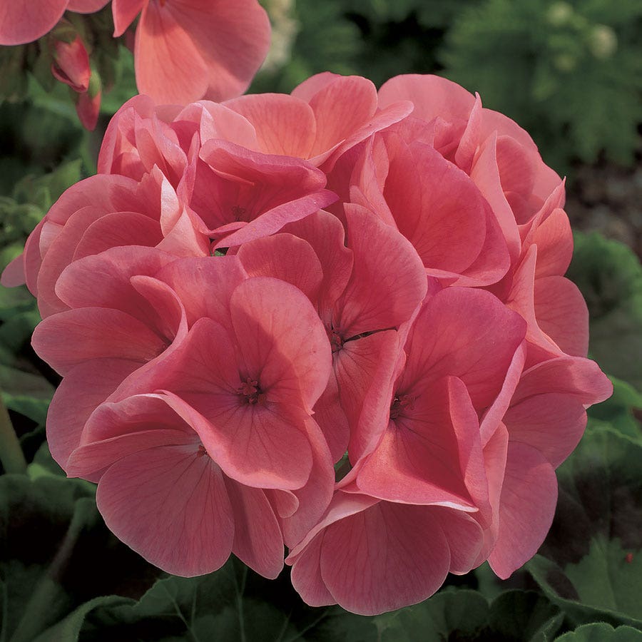 salmon geranium seeds Maverick F1 Series Geranium Flower Garden Seeds - Salmon
