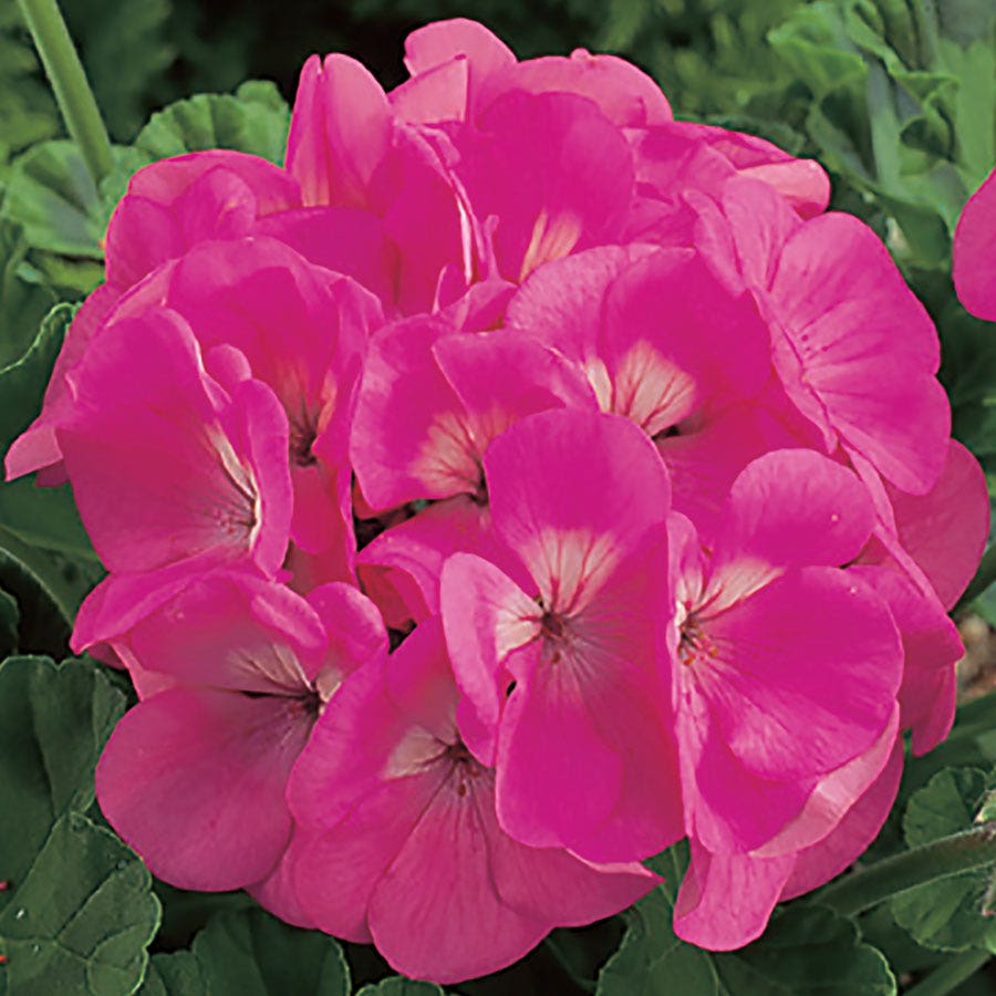 geranium hybrid seeds Maverick F1 Series Geranium Flower Garden Seeds - Pink