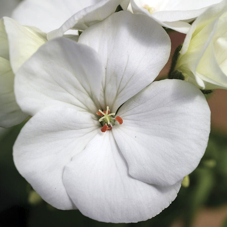 pelargonium geranium seeds Maverick F1 Series Geranium Flower Garden Seeds - White