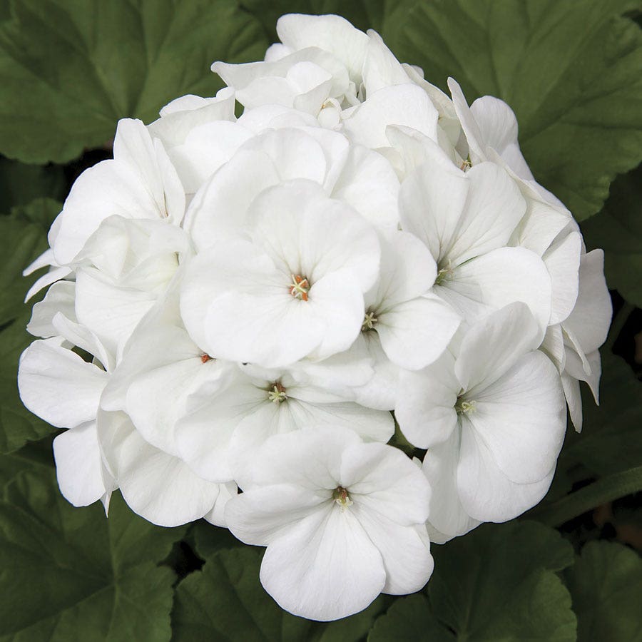 Maverick™ White Hybrid Geranium Seeds