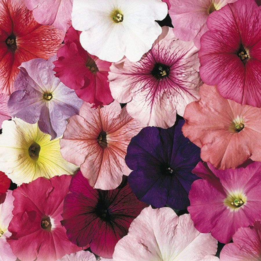 petunia flower seed collection Celebrity Mix Petunia Seeds
