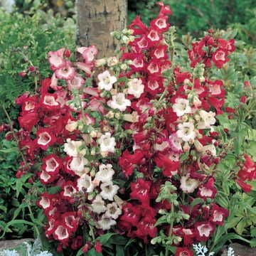 planting penstemon seeds Esprit Mix Penstemon Seeds – Park Seed